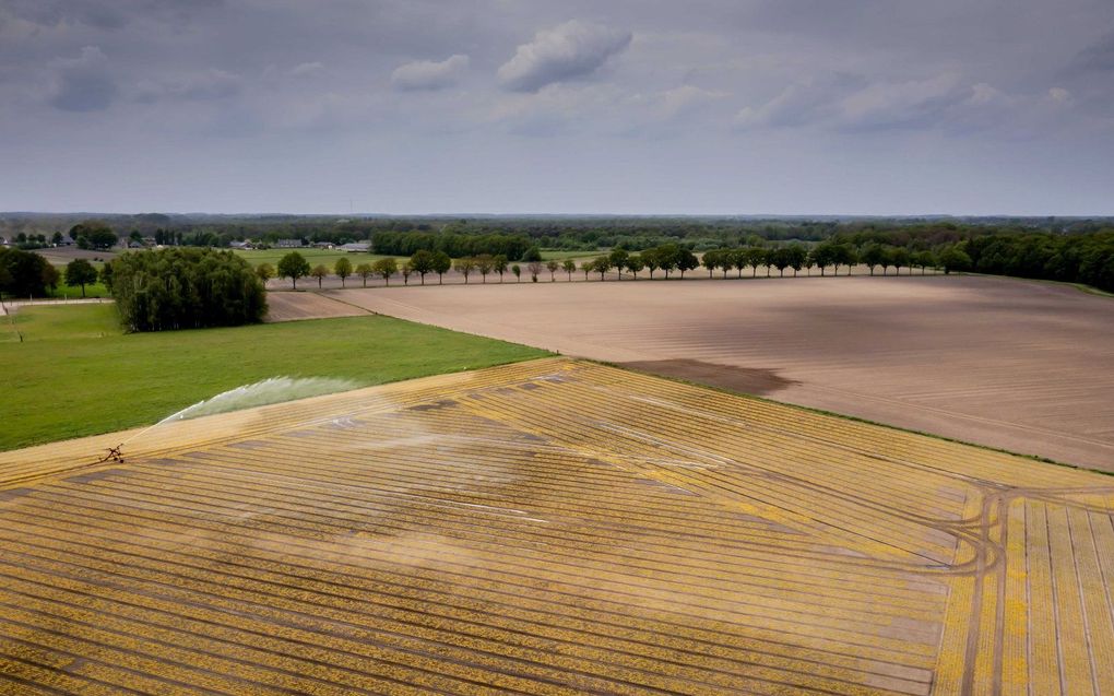 Landbouwers besproeien hun akkers in het zuiden van Brabant. Rijkswaterstaat en de waterschappen nemen deze week meer maatregelen tegen de droogte. beeld ANP