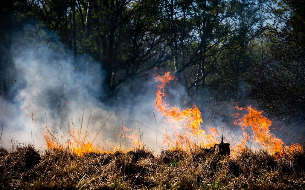 Eerdere brand in Nationaal Park de Meinweg. Zo’n 170 hectare bos en hei werden grotendeels door verwoest. beeld ANP, Rob Engelaar