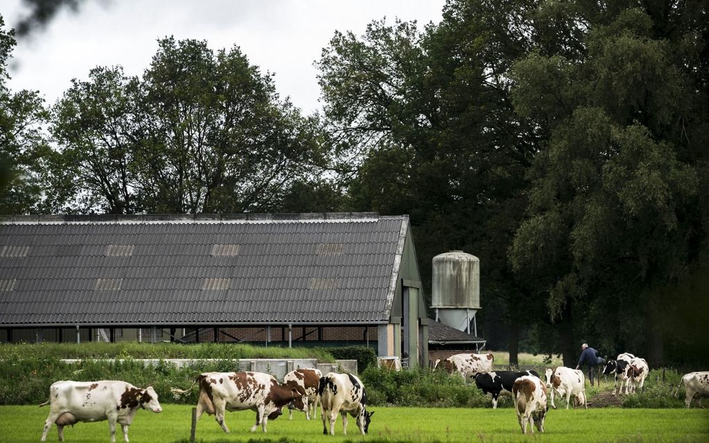 Onder meer in de Gelderse Vallei en rond de Peel (foto) moet volgens de kabinetsplannen de stikstofuitstoot door agrarische bedrijven de komende jaren drastisch omlaag. beeld ANP, Rob Engelaar