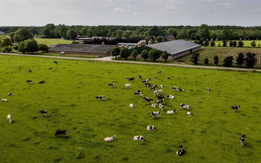 De stikstofplannen van het kabinet hebben grote gevolgen voor boeren in sommige delen van het land. beeld ANP, Sem van der Wal