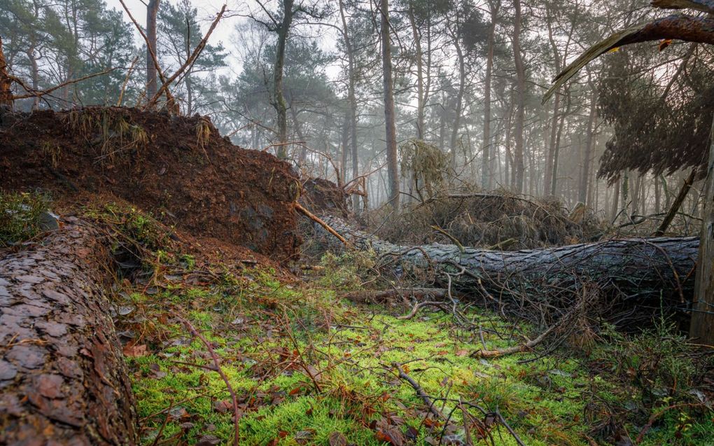 Door de storm ontstond in één klap het bosbeeld waar naartoe werd gewerkt. beeld Dick Jeukens​