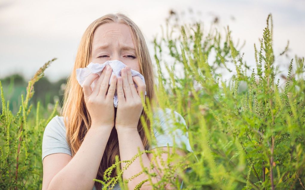 Met droog, zonnig en winderig weer is de concentratie pollen in de lucht het hoogst. beeld iStock