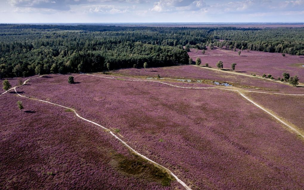 „De verstoring van het ecosysteem door stikstof staat buiten kijf en is op vele gegevens en metingen gebaseerd.” Foto: De heide bij Epe in bloei. beeld ANP, Robin van Lonkhuijsen