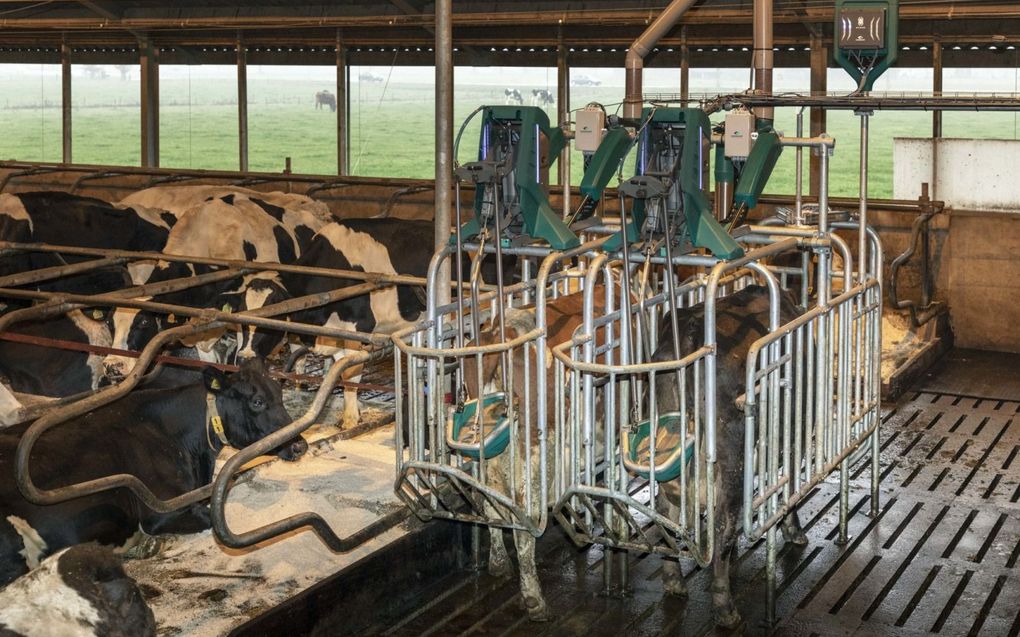 Koeien gaan naar het toilet. Deze methode om mest en urine te scheiden werkt goed, maar kan beter, stelt veehouderijstudent Henry Kozorezov. beeld Vilt