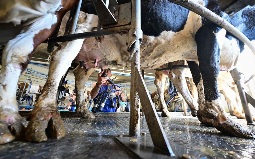Een boer melkt zijn koeien in Vallerois-le-Bois, in het oosten van Frankrijk. beeld AFP, Sebastien Bozon