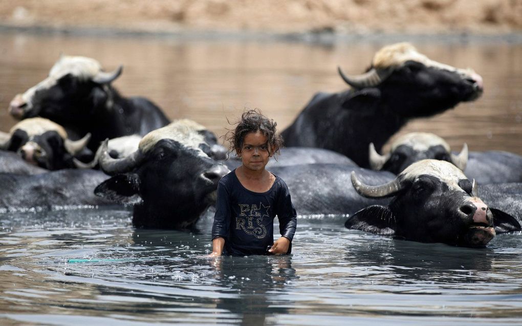 Een jonge Iraakse herderin koelt ten oosten van de Iraakse hoofdstad Bagdad buffels in de 'rivier' de Diyala. De Diyala was ooit een zijrivier van de Tigris, maar staat vanwege de droogte nu vol afvalwater. beeld AFP, AHMAD AL-RUBAYE