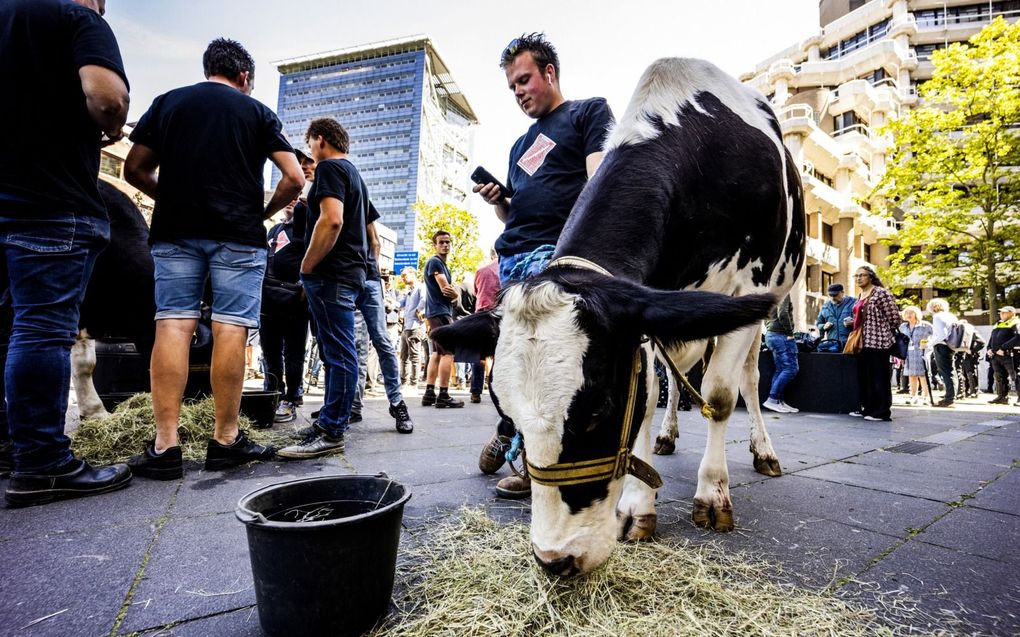 Protesterende boeren dinsdagmiddag voor het gebouw van de Tweede Kamer. Naast trekkers waren dit keer ook enkele koeien meegebracht. beeld ANP, Jeffrey Groeneweg​