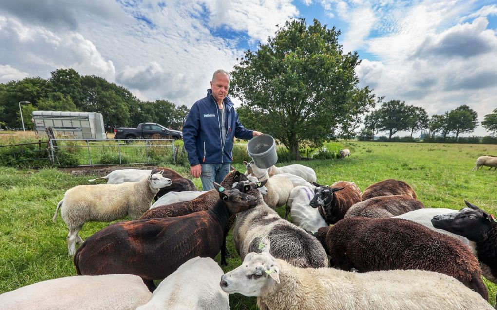 Kees Terpstra vreest dat wolven nog vaker een slachting aan zullen richten onder zijn schapen. beeld Simon Bleeker Fotografie