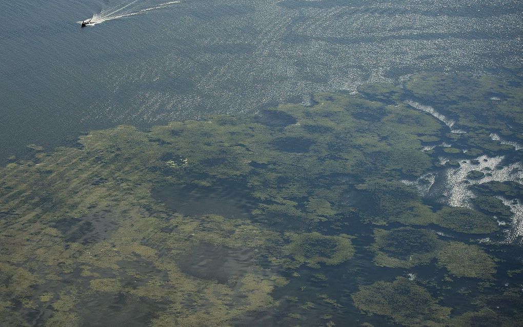 Blauwalg in het Veluwemeer. beeld ANP, Olaf Kraak