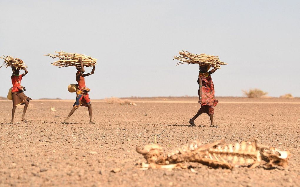 Vrouwen dragen sprokkelhout in de omgeving van Loiyangalani in het noorden van Kenia. Het gebied wordt getroffen door ernstige droogte. beeld AFP, Simon Maina