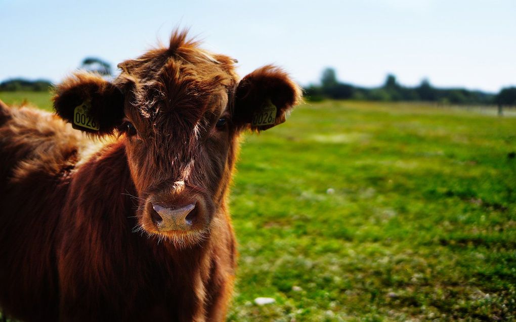 De boeren voeren al weken actie tegen het stikstofbeleid van het kabinet. beeld Unsplash