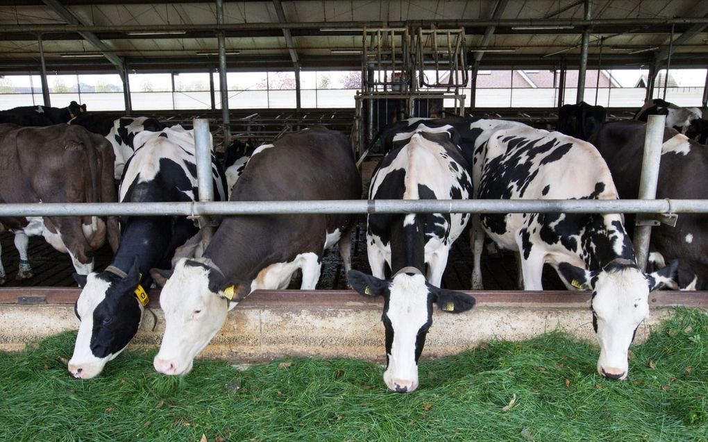 Koeien in een stal. Lely stelt met zijn nieuwe systeem de stikstofuitstoot met maximaal 70 procent te kunnen beperken. beeld RD, Anton Dommerholt