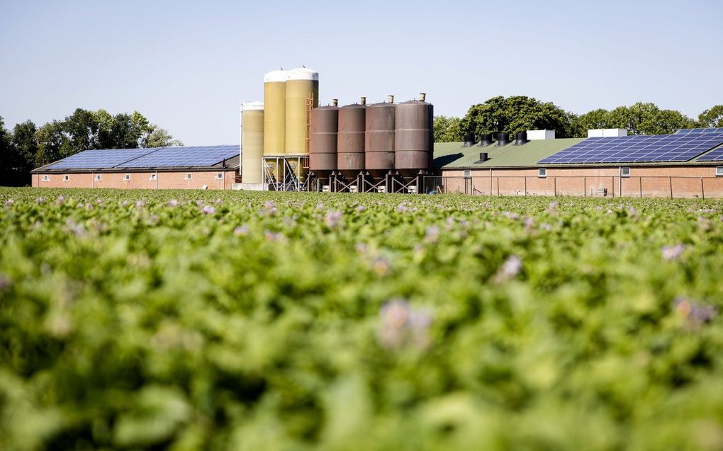 Varkenshouderij in Brabant. beeld ANP, JEFFREY GROENEWEG