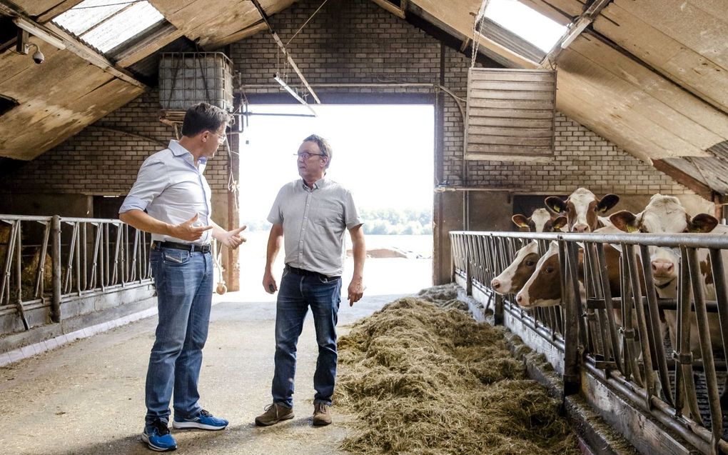 Premier Mark Rutte had maandag een tweede gesprek met boeren over stikstof, deze keer in het Limburgse Keplen-Oler. Foto: veehouder Thieu Bongers (r.) leidt de premier rond in zijn stal. beeld ANP, Sem van der Wal