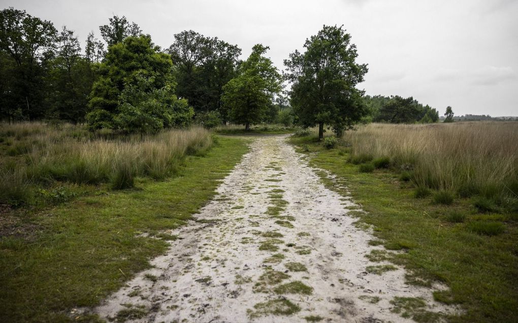 Struikgewas in natuurpark de Groote Peel. In onder meer het gebied rond de Peel moet de stikstofuitstoot met 70 tot 80 procent omlaag. beeld ANP, Rob Engelaar.