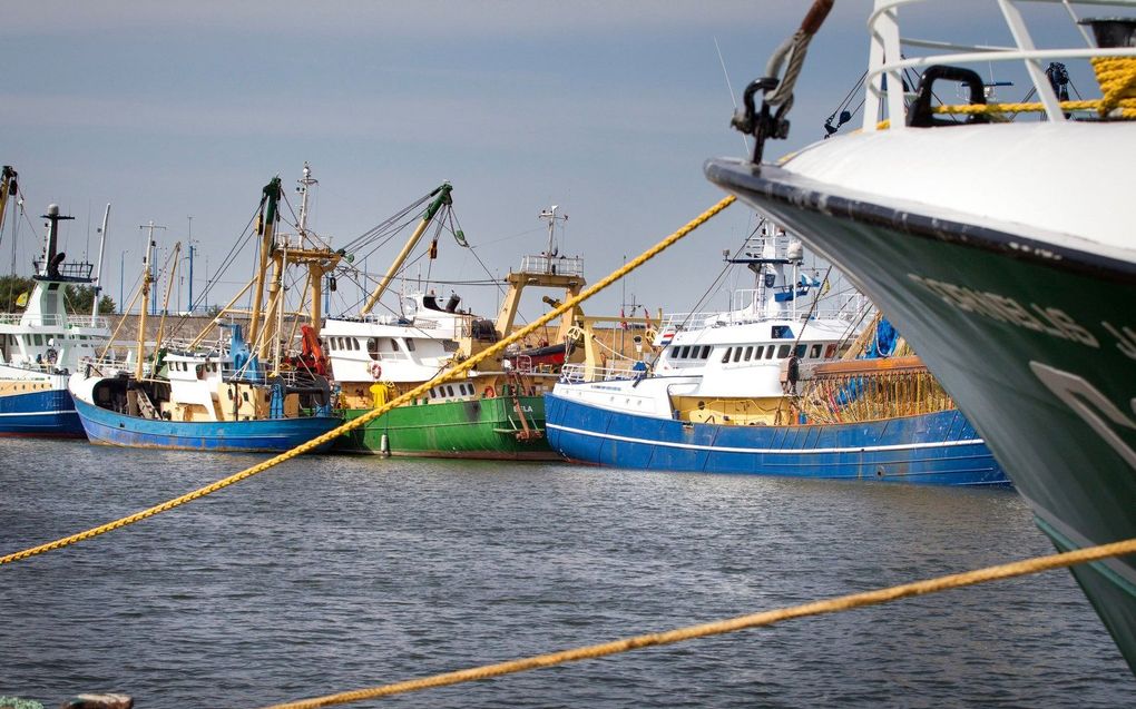 Kotters in de haven van Stellendam. beeld RD, Henk Visscher