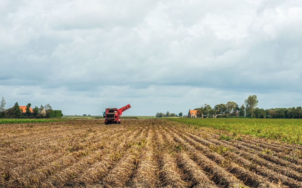 Aardappeloogst in 2020 aan het eind van de zomer op een akker in de buurt van het Zeeuwse dorp Dreischor, gemeente Schouwen-Duiveland. beeld ANP, Ruud Morijn