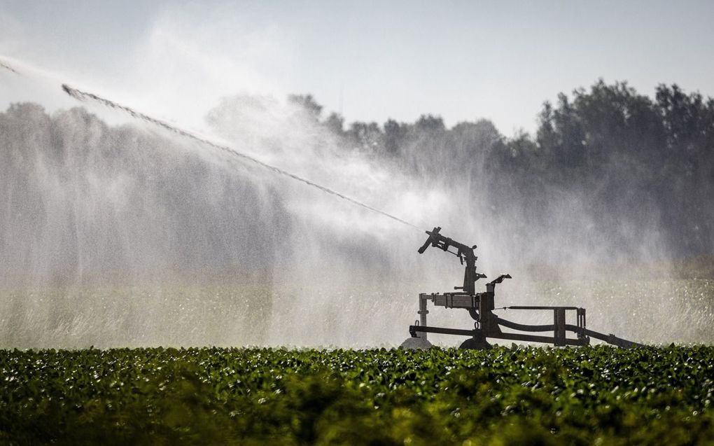 Een aardappelveld wordt beregend. beeld ANP, Jeffrey Groeneweg