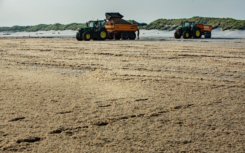 Deel van een kolonie mosdiertjes op de stranden van Ameland. De gemeente laat deze “overlast” tot enkele keren per week van de stranden verwijderen zoals hier op het strand bij Nes. beeld Jan Spoelstra