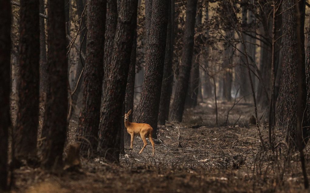 Een ree in een verbrand bos in het zuidwesten van Frankrijk. Beeld AFP, Thibaud MORITZ