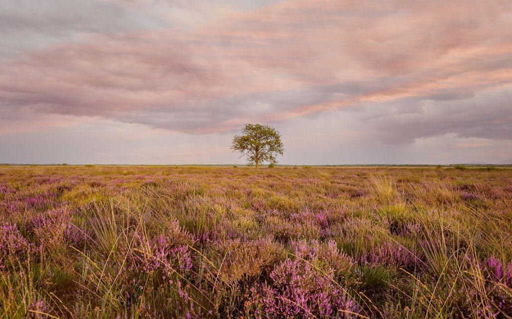 beeld iStock