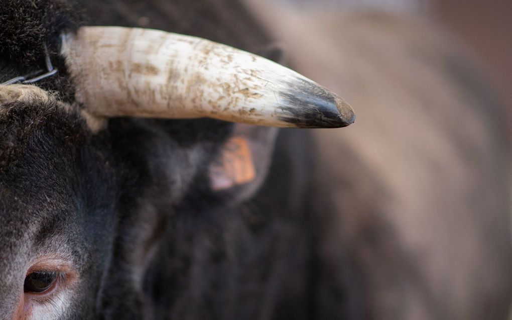 Een stier. Het dier op de foto is niet de stier in kwestie. beeld AFP, Martin Bureau