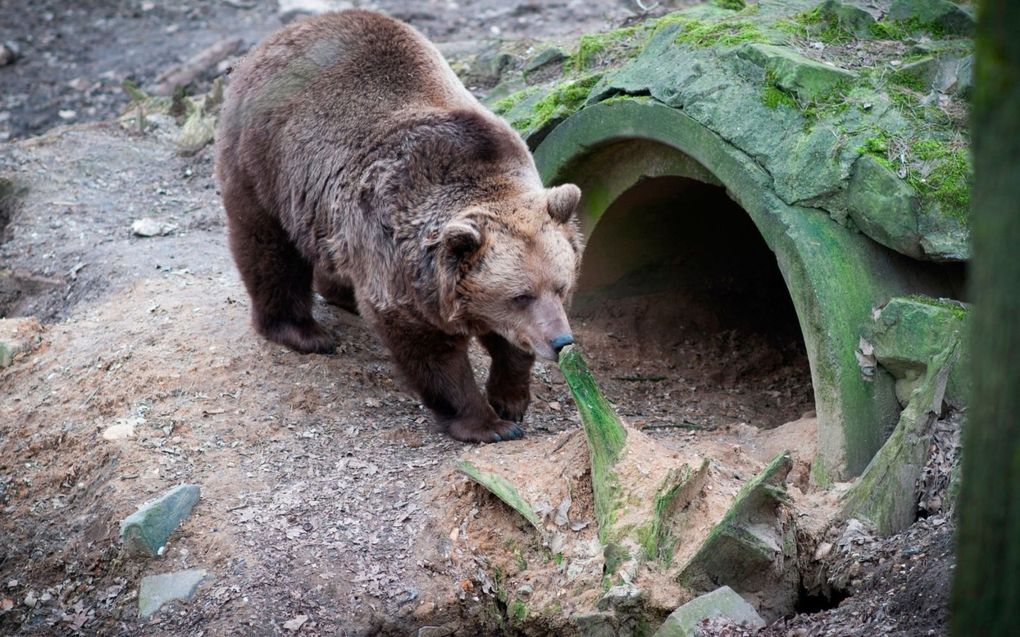 beeld Ouwehands Dierenpark