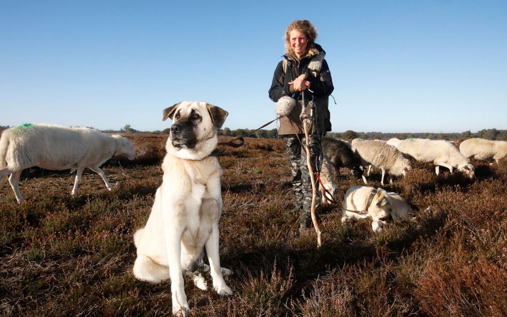 Om de schaapskudde te beschermen werkt herderin Daphne van Zomeren met zogenoemde kuddebeschermingshonden. beeld VidiPhoto