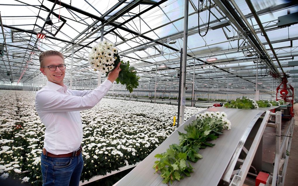 Door een combinatie van maatregelen weet chrysantenkwekerij Linflowers het gasverbruik met een kwart te verminderen, zegt mede-eigenaar Leendert van Tuijl. beeld Cor de Kock.