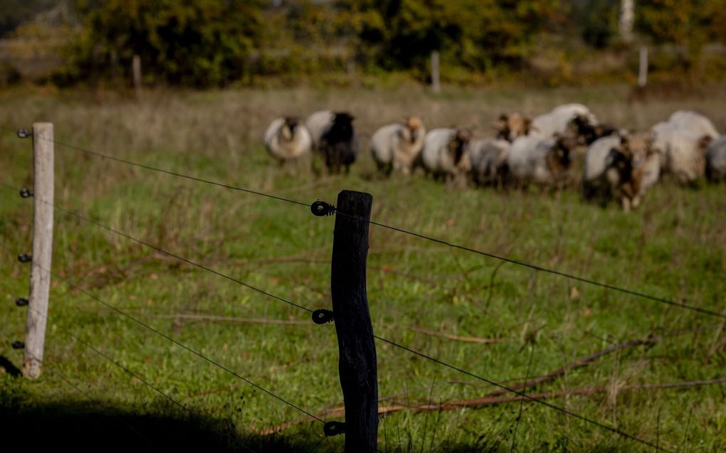 Schapen achter zogeheten wolfwerende afrastering. beeld ANP, Robin van Lonkhuijsen