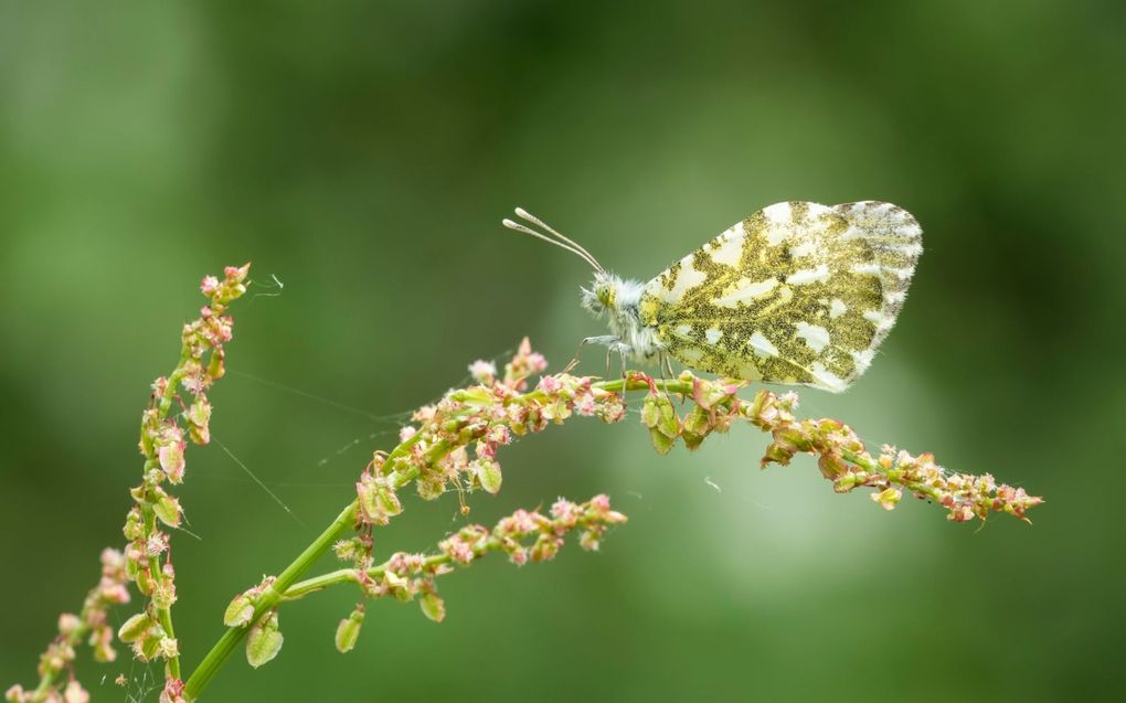 De Vlinderstichting kreeg woensdag een betrouwbare melding van een oranjetipje. Dit is een typische voorjaarsvlinder die in juni verpopt en als pop overwintert. beeld iStock