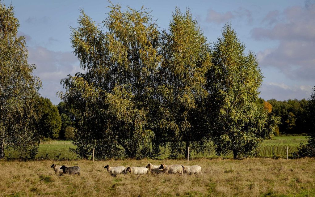 beeld ANP, Robin van Lonkhuijsen