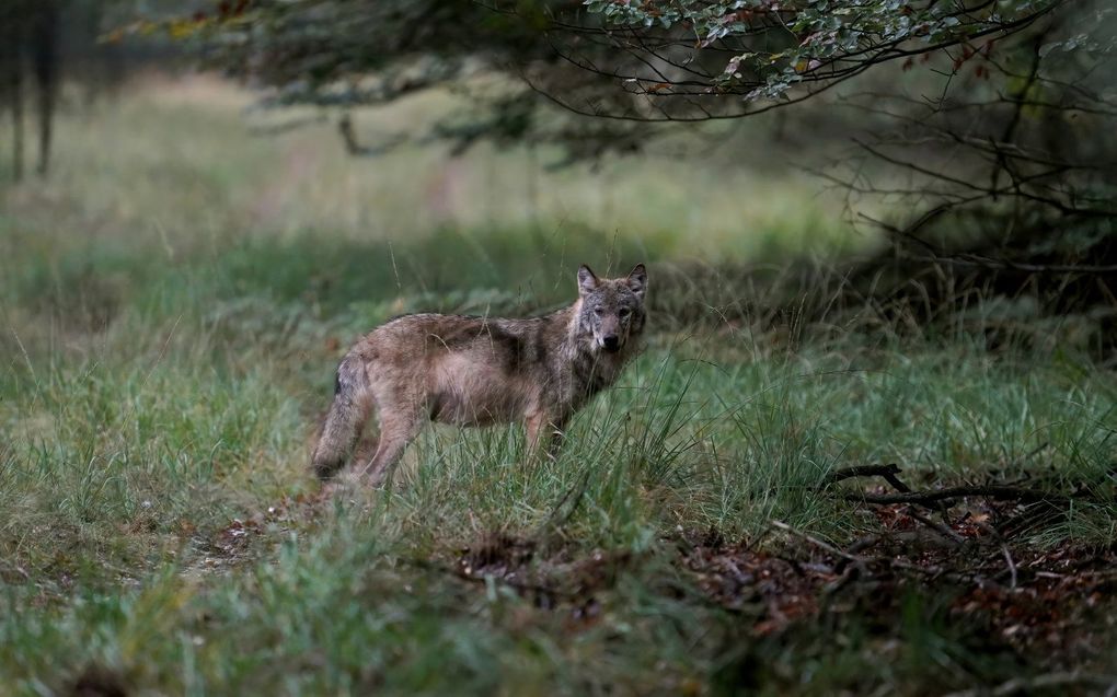 Een wolf op de Veluwe. beeld ANP OTTO JELSMA