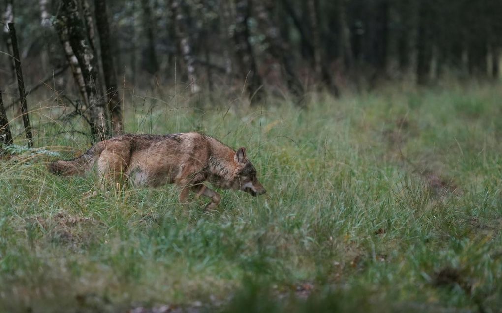 Wolven richten de afgelopen weken op diverse plekken in het land schade aan. beeld ANP, Otto Jelsma