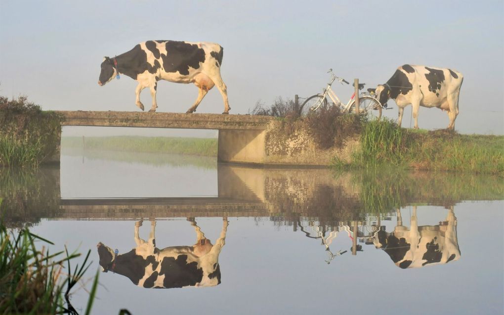 Boerin Corrie Noordergraaf maakt regelmatig mooie foto’s in de weilanden rondom de boerderij in Groot-Ammers. beeld Corrie Noordergraaf