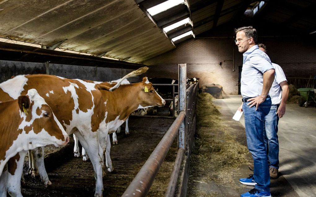 Premier Mark Rutte op bezoek bij een boerenbedrijf. beeld ANP, Sem van der Wal