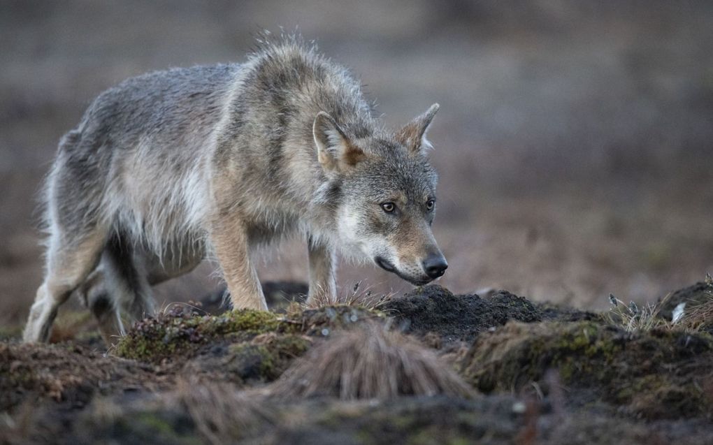 De wolf wordt in ons land al snel als indringer gezien. beeld AFP, Olivier Morin