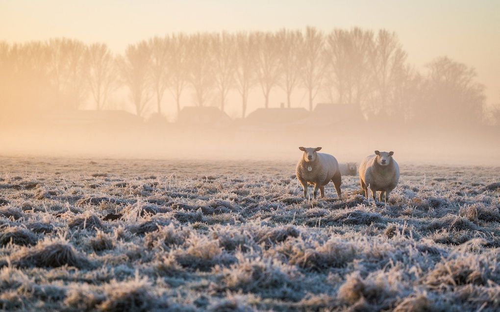 beeld ANP, Jeffrey Groeneweg