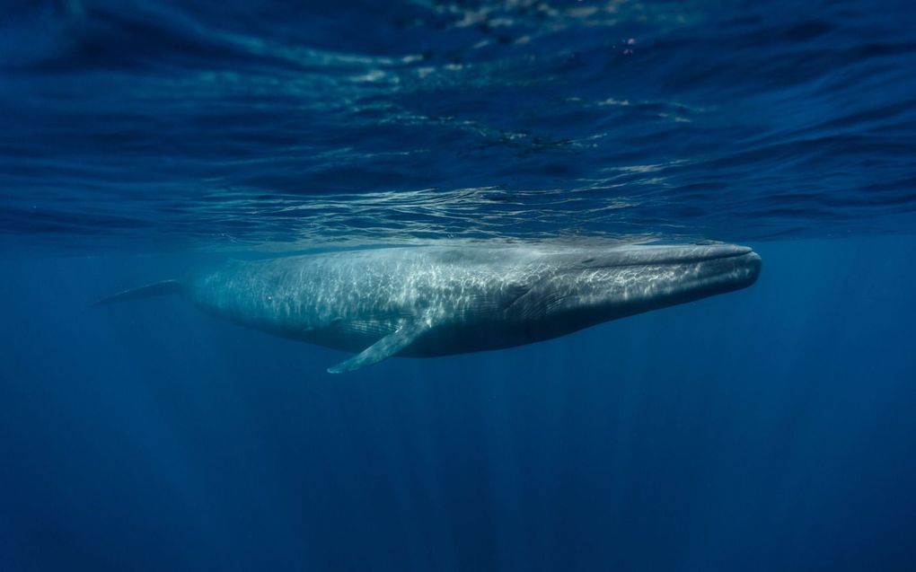 De blauwe vinvis is het grootste dier op aarde. Het dier heeft een bedreigde status volgens de Rode lijst voor soorten. beeld iStock