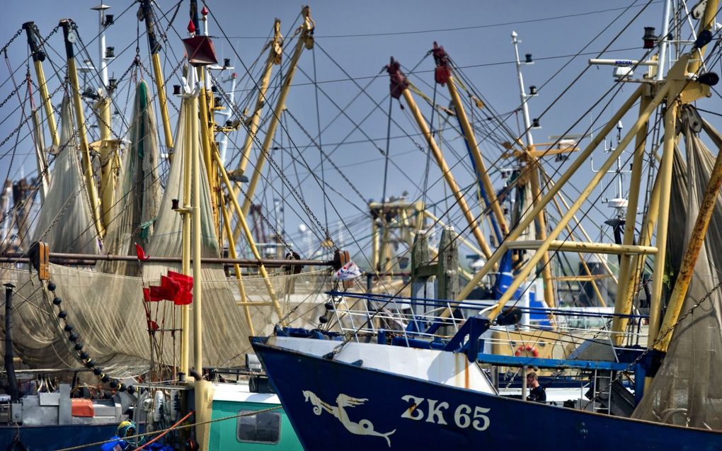 Garnalenkotters in de haven van Lauwersoog. Het kabinet komt met een negen maanden durende gedoogbeschikking. beeld ANP, Koen van Weel