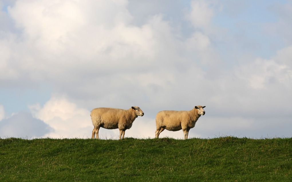 beeld iStock