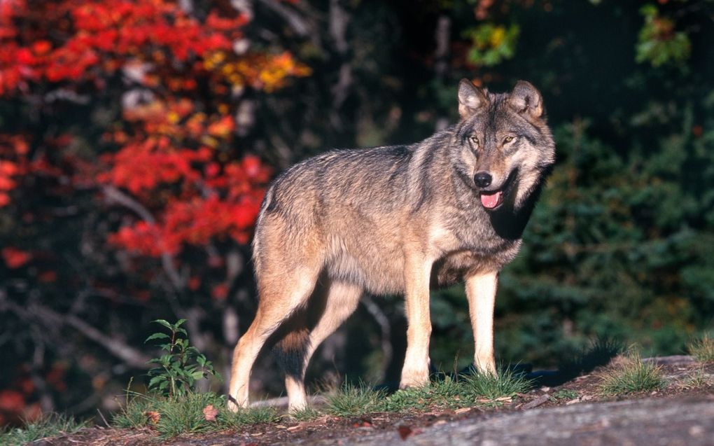 „Over het algemeen is de hoop van mensen die belang hebben bij bosontwikkeling na twintig jaar herbevolking door de wolf niet uitgekomen.” beeld iStock