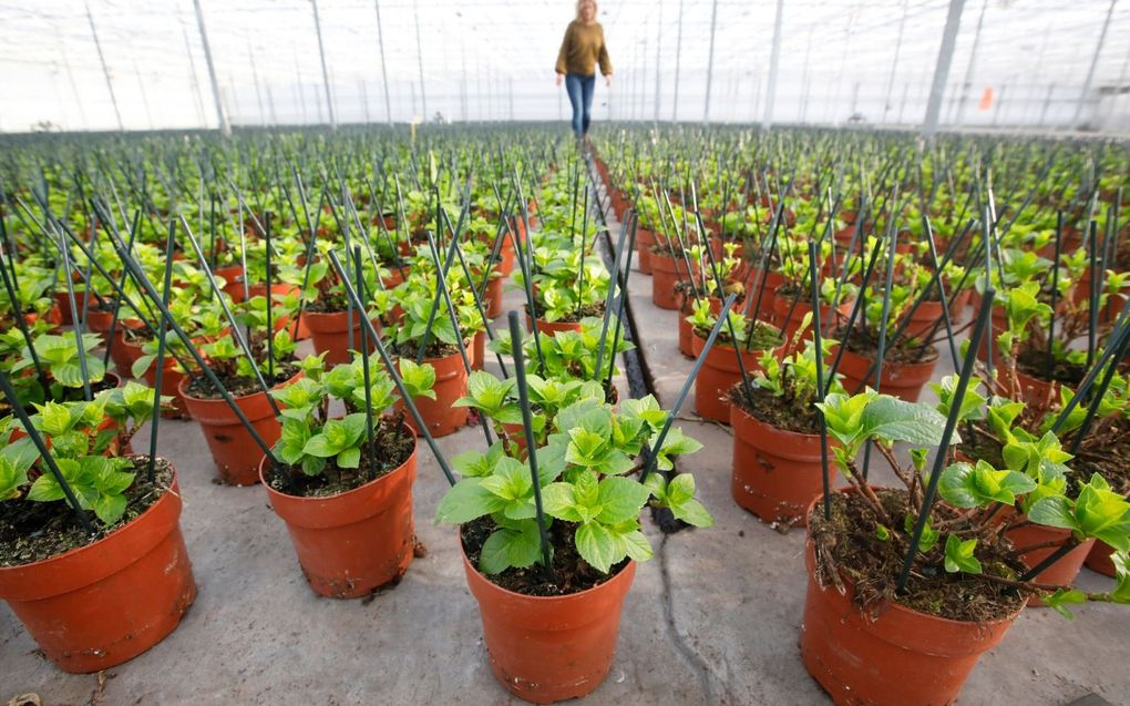 Pot- en tuinhortensia’s staan in de kas van potplantenkweker Van den Berg in Est (Gld) te rijpen. Ondanks de slimme inkoop van gas en het gebruik van warmtekrachtkoppeling, gaat de verwarming in de kas van Van den Berg een paar graden lager. Gevolg is dat het de hortensia’s later op de markt komen. beeld VidiPhoto