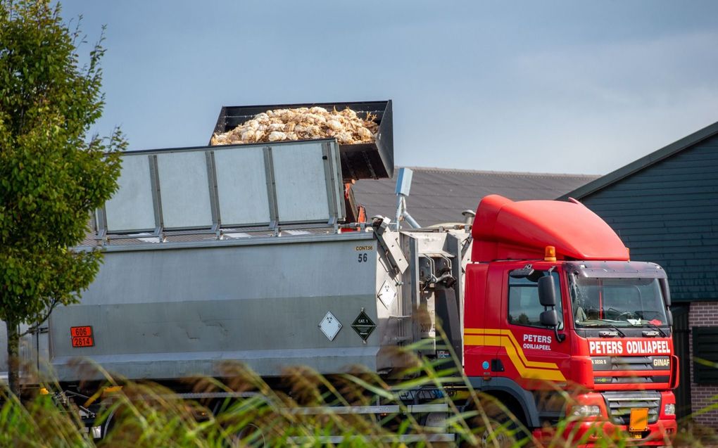 Bij een pluimveebedrijf in Nieuw-Weerdinge in Drenthe worden op 27 september ruim 200.000 kippen gedood omdat daar vogelgriep is vastgesteld. beeld ANP, Noordernieuws