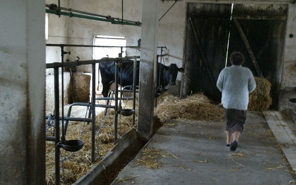 Een opkoopregeling in Limburg leidde ertoe dat in die provincie dit jaar zeker 25 veehouders stopten, zo bleek begin deze maand. beeld RD, Anton Dommerholt