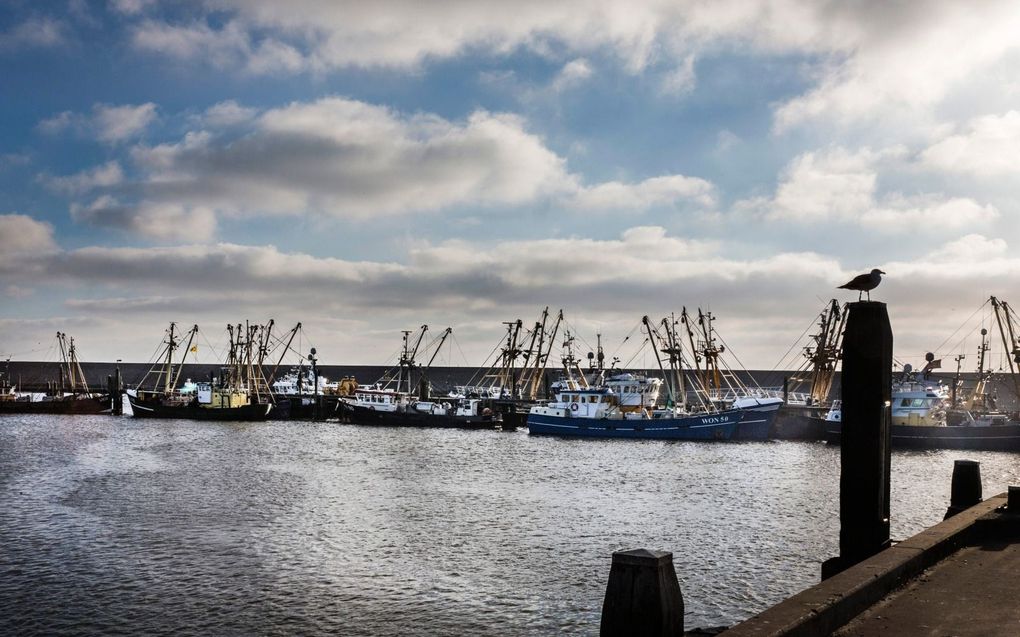 Kotters in de haven van Harlingen. beeld RD, Henk Visscher