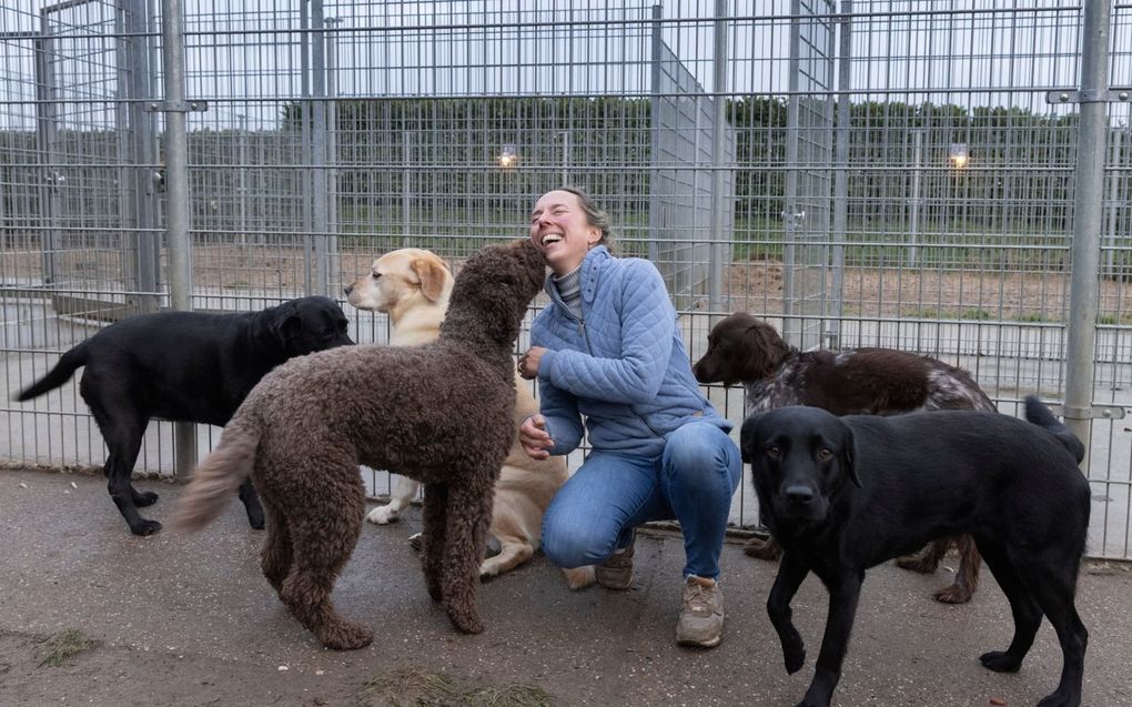 Anke de Jong, eigenaresse van dierenpension De Meenthoeve, speelt buiten met de honden. Opvangplekken voor huisdieren zitten vooral sinds de coronacrisis erg vol. beeld Erik Kottier