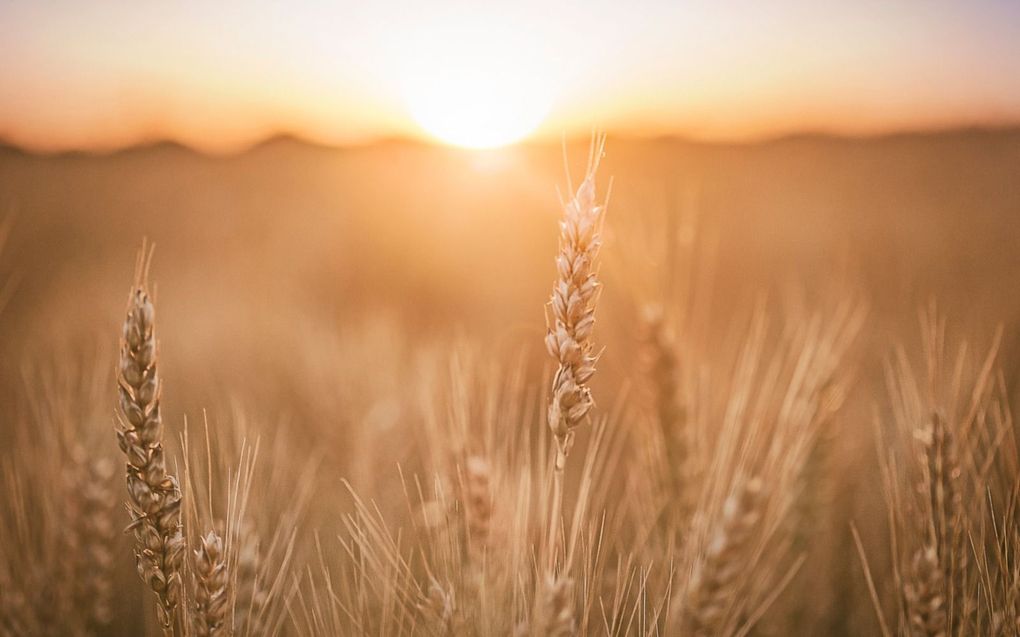 „In het begrip kenosis zien we het principe van de graankorrel: alleen door zichzelf op te geven, leeg te maken, komt er een nieuwe werkelijkheid tot stand.” beeld iStock