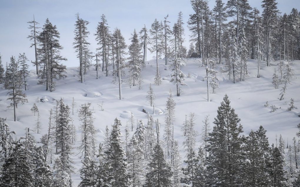 Sneeuw in de bergen van Sierra Nevada, Californië. beeld EPA, Jonathan Wong