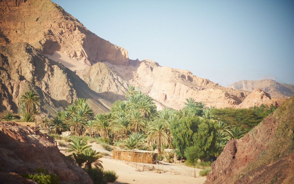 „Door de woestijnreis van Israël met het vreemdelingschap van de christen te verbinden, krijgen we zicht op hoe wij in deze wereld staan.” Foto: oase in de Sinaïwoestijn. beeld iStock